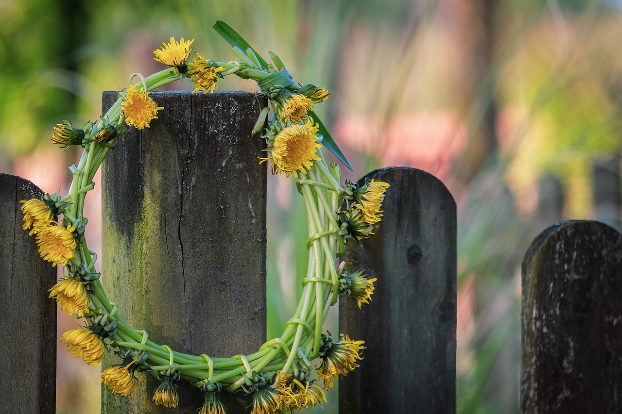 dandelion, nature, beautiful flowers-4816134.jpg