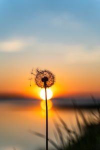 dandelion, sunset, flower background-5355826.jpg